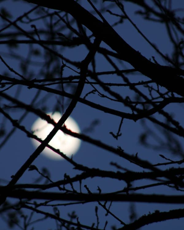 Dans l'ombre des branches