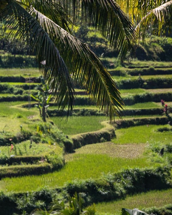 Échos de Lombok